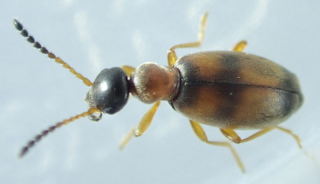 Anthicidae, Microhoria fasciata